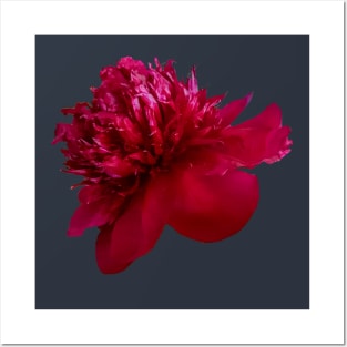 Red Peony Flower Posters and Art